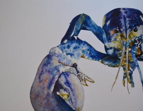 Rare Blue Lobster Print